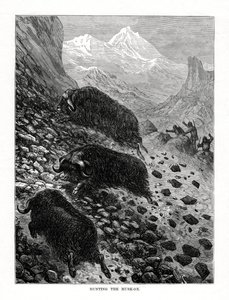 Caccia al bue muschiato, 1877 da Unbekannt