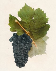 Franco ibrido, 1908 da Unbekannt