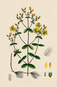 Hypericum Boeticum. Erba di San Giovanni a Foglie Ondulate, 19° secolo da Unbekannt