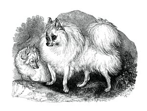 Cane islandese, 1848 da Unbekannt