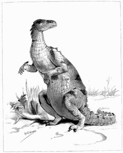 Iguanodonte, 1895 da Unbekannt