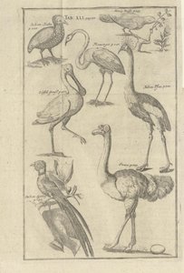 Illustrazione tratta dal libro Descrizione del Capo di Buona Speranza e degli Ottentotti che vi abitano di Kolb, Peter e pubblicato da Peter Conrad Monath (de, 1745) da Unbekannt