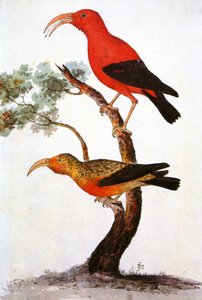 Illustrazione di Iiwi, Iwi, Scarlet honeycreeper, Scarlet Hawaiian Honeycreeper da Unbekannt