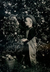 In Uno dei Frutteti Fertili dell