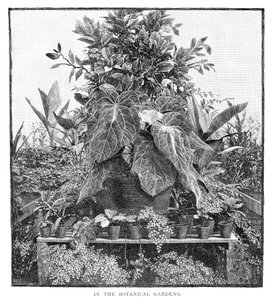 Nel giardino botanico, 1886 da Unbekannt