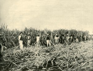 In una piantagione di zucchero del Queensland, 1901