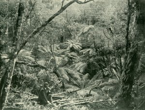 Nelle Dandenong Ranges, 1901 da Unbekannt