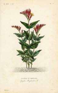 Spigelia del Maryland