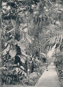 Interno della Grande Casa delle Palme, Kew Gardens, 1904 da Unbekannt