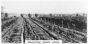 Irrigazione delle viti, Australia, 1928 da Unbekannt