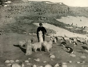 Joyce e i cani nella colonia di pinguini, c1908, 1909 da Unbekannt