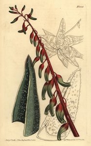 Gasteria carinata da Unbekannt