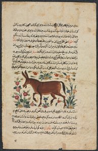 Khar Ass, da un Nuzhat-nama-yi alai Eccellente Libro di Consigli..., 1400s da Unbekannt