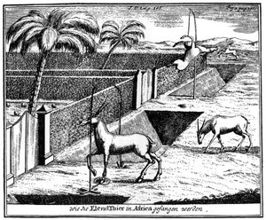 Khoikhois che intrappolano antilopi, Sudafrica, XVIII secolo