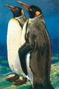 Pinguini reali, c1928