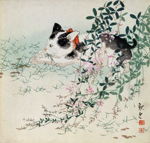 Gattino nell