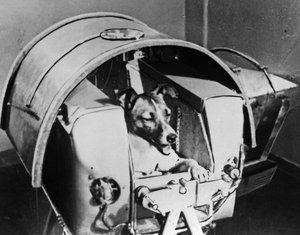 Laika, cane cosmonauta russo, 1957 da Unbekannt
