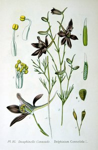Speronella, 1893