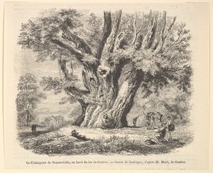 Le Châtaignier de Neuve-Celle, au bord du lac de Genève, dopo Daubigny da Unbekannt