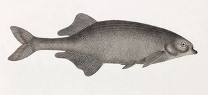 Il Mormyre di Salheyeh
