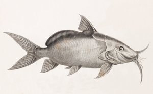 Le Pimedlode Guemel (dettaglio) da Unbekannt