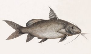 Il Pimelode Scheilan (dettaglio)