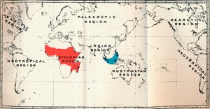 Lemuroidea - II. Mappa, Distribuzione di Tarsiidae Blu e Galaginae Rosso, 1897 da Unbekannt