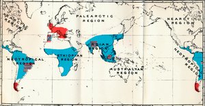 Lemuroidea - IV. Mappa, che mostra la distribuzione degli Antropoidi viventi blu e fossili rossi, 1897 da Unbekannt