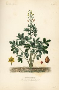 Leontice, Leontice leontopetalum da Unbekannt