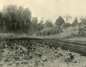 Stagno di ninfee, Giardini Botanici di Brisbane, 1901 da Unbekannt