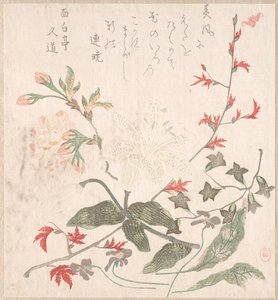 Giglio, Viole, Fiori di Ciliegio, Forsizia e un Ramo di Acero Rosso, XVIII-XIX secolo da Unbekannt
