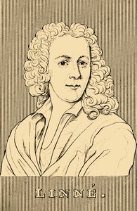 Linne, 1707-1778, 1830 da Unbekannt
