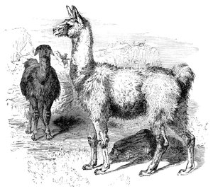 Llama