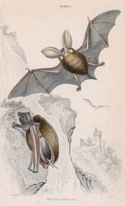 Pipistrello dalle lunghe orecchie Plectorus auritus, 1828 da Unbekannt