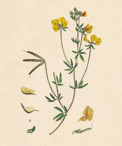 Lotus tenius. Ginestrino comune, XIX secolo