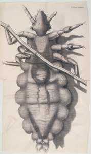 Pidocchio aggrappato a un capello umano in Micrographia di Hooke, 1665 da Unbekannt