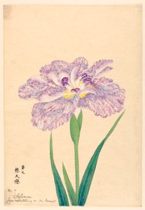 Amore che medita sul suo consorte (Sofuren), n. 7, ca. 1910 da Unbekannt