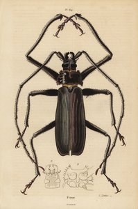 Coleottero Macrotoma hayesii da Unbekannt