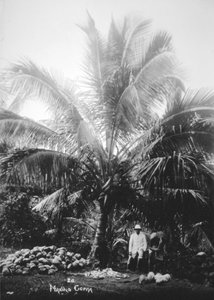 Produzione di copra, Isole Salomone, Fiji, 1905 da Unbekannt