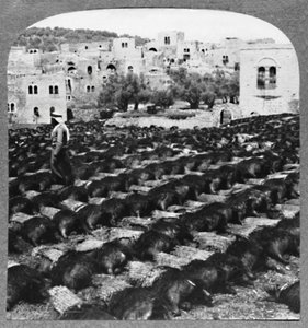 Produzione di Bottiglie di Vino, Hebron, c1900