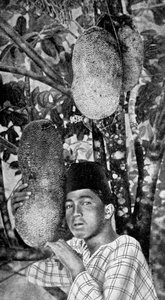 Raccolta di jackfruit in Malesia, 1922 da Unbekannt