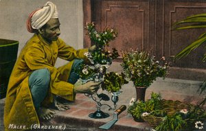Giardiniere Malee, c1900