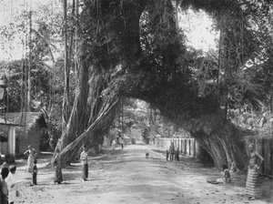 Vecchio fico pittoresco Ficus indica sulla strada Clombo-Galle presso Kalutara, 1926 da Unbekannt