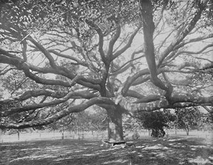 Mammoth Live Oak, vicino a Jacksonville, Florida, c1897 da Unbekannt