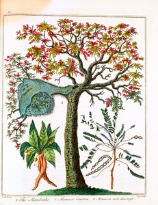 Mandragora, pianta sensitiva e acacia, c. 1795 da Unbekannt