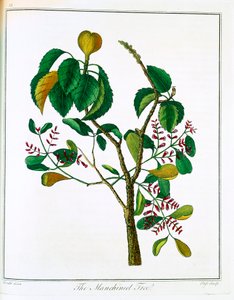 Albero di Manicheel Hippomane mancinella o Guava velenosa, c1795 da Unbekannt
