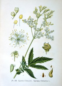 Filipendula ulmaria, 1893 da Unbekannt
