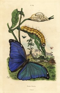Farfalla Morfo blu di Menelao, Morpho menelaus, bruco e crisalide da Unbekannt