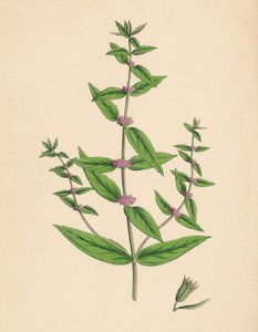 Mentha gracilis, var. genuina. Menta Slanciata, XIX secolo da Unbekannt