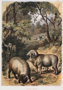 Pecore Merino, c1860 da Unbekannt